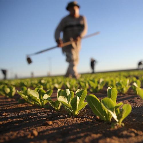 AGRICULTURAL GARDENING